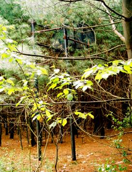 The overgrown basketball court