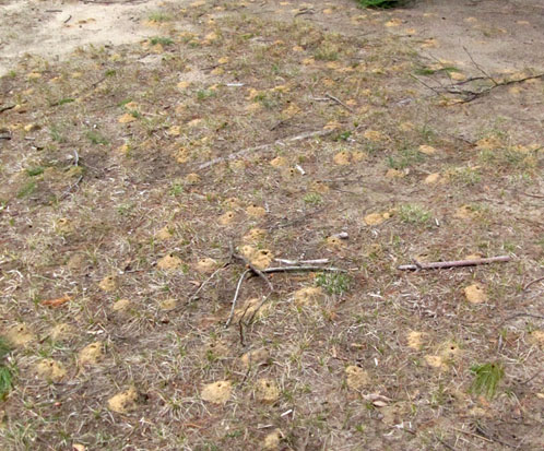 An expanse of ground riddled with bee holes