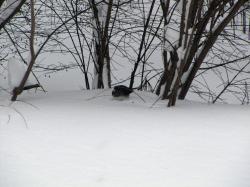 A junco under a bush