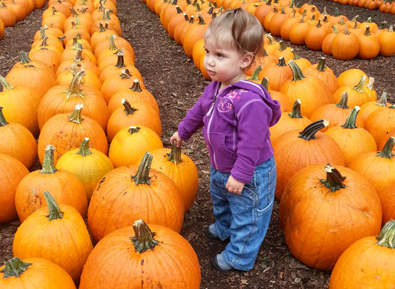 Darwin standing in a pumpkin patch