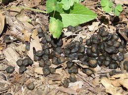 Deer scat