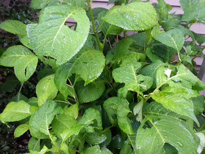 Hydrangea leaves punctured by hailstones