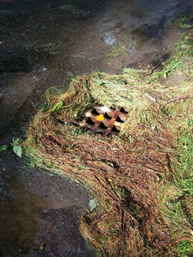 A storm grate surrounded by piled-up pine needles and sticks