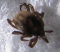 Larry's tick