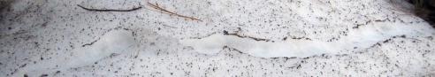 A mouse tunnel in the snow, revealed as the snow melts