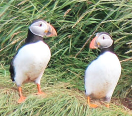 Puffins