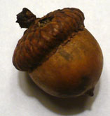 An acorn