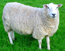 A sheep