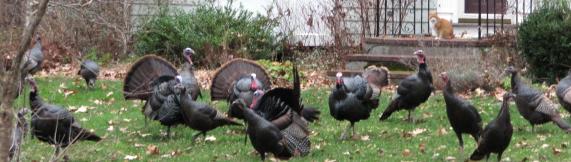 Turkeys