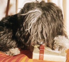 Chester opening a Christmas gift - click to enlarge