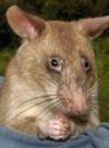 A giant pouched rat