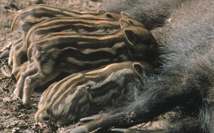 A mother boar and her piglets