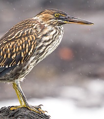 Striated Heron