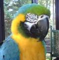 A macaw