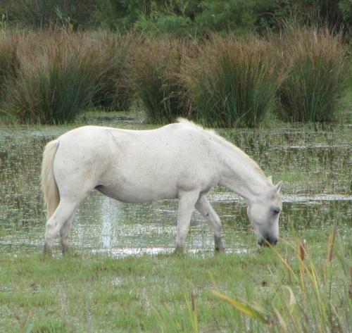 A wild Camargue horse